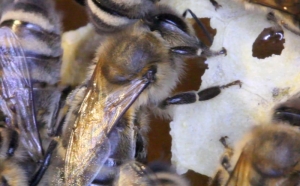 Baubiene verdeckelt Honigzelle